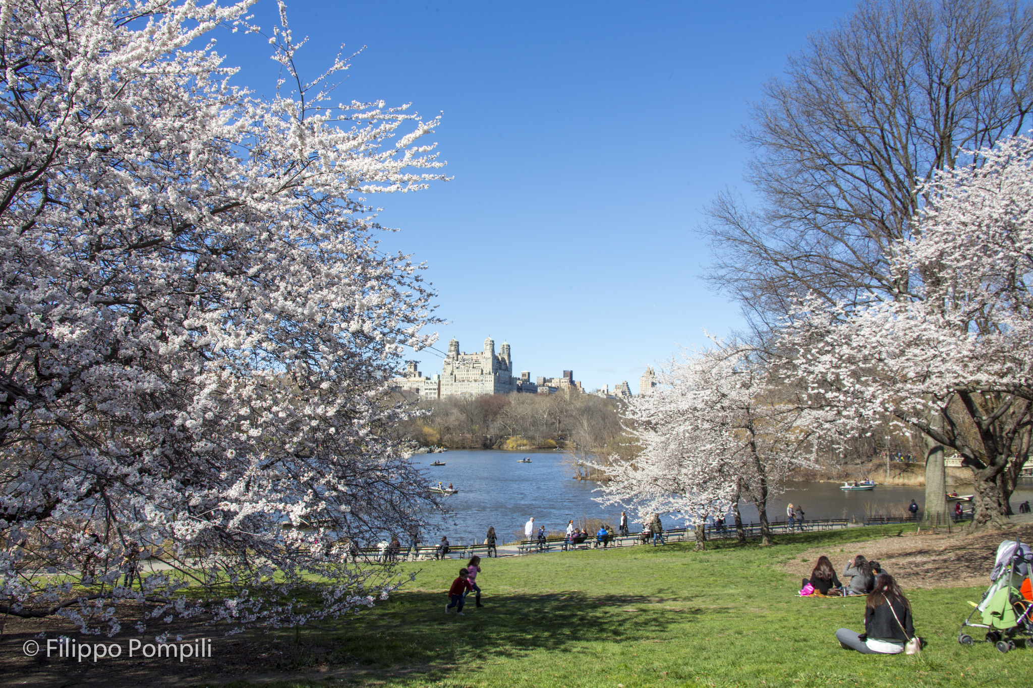 Central Park - Filippo Pompili Photo